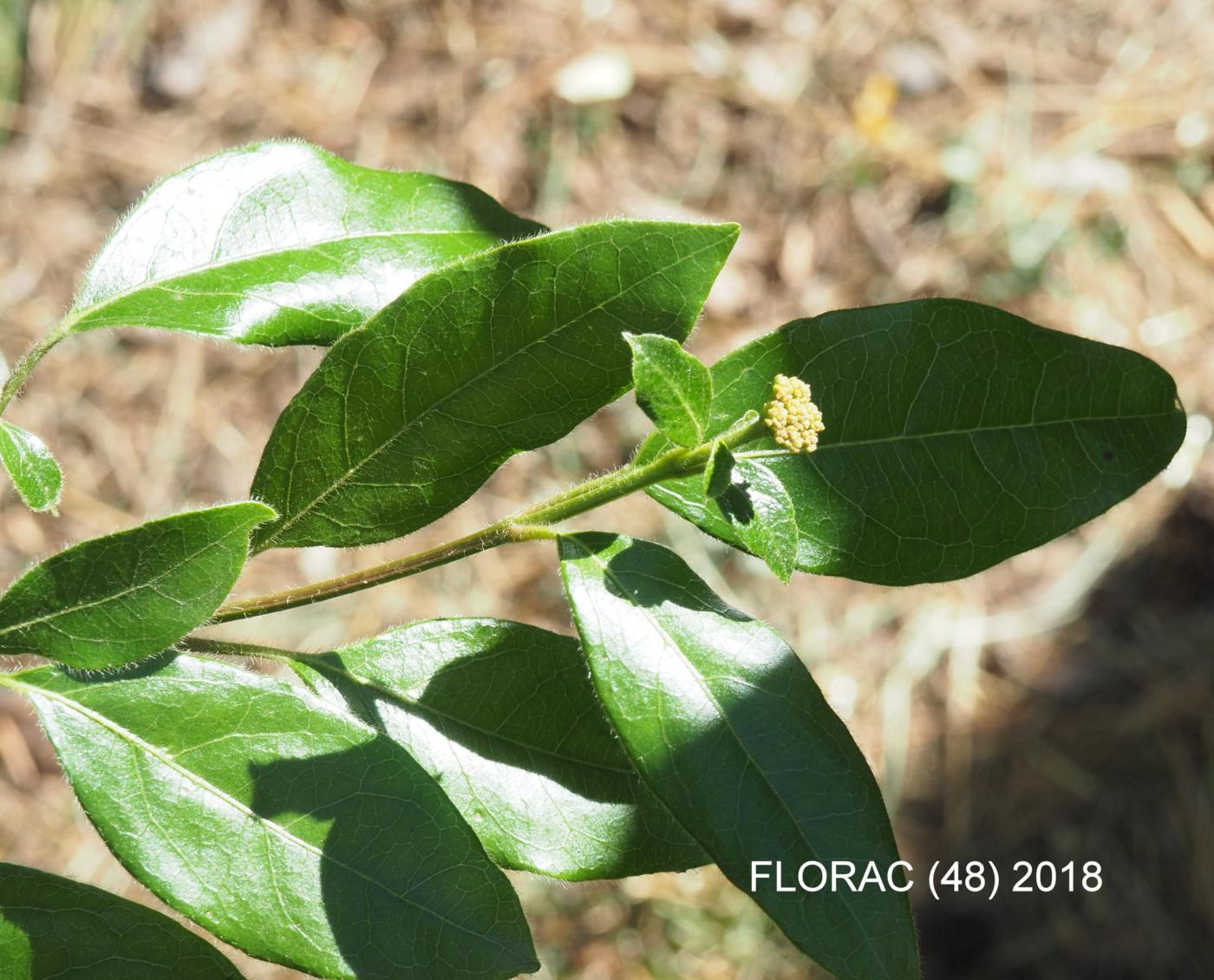 Laurustinus leaf